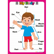 Parts of the Body - İngilizce Vücut Bölümleri Poster