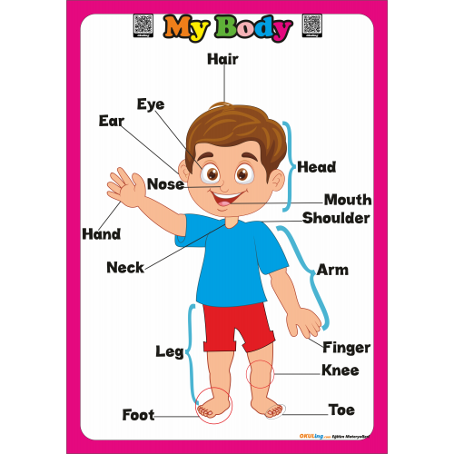 Parts of the Body - İngilizce Vücut Bölümleri Poster Parts of the Body - İngilizce Vücut Bölümleri Poster